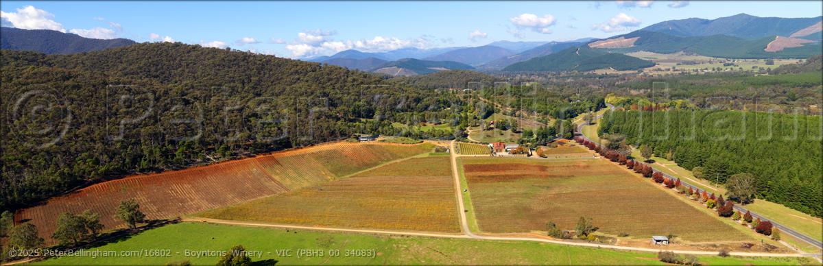 Peter Bellingham Photography Boyntons Winery - VIC (PBH3 00 34083)